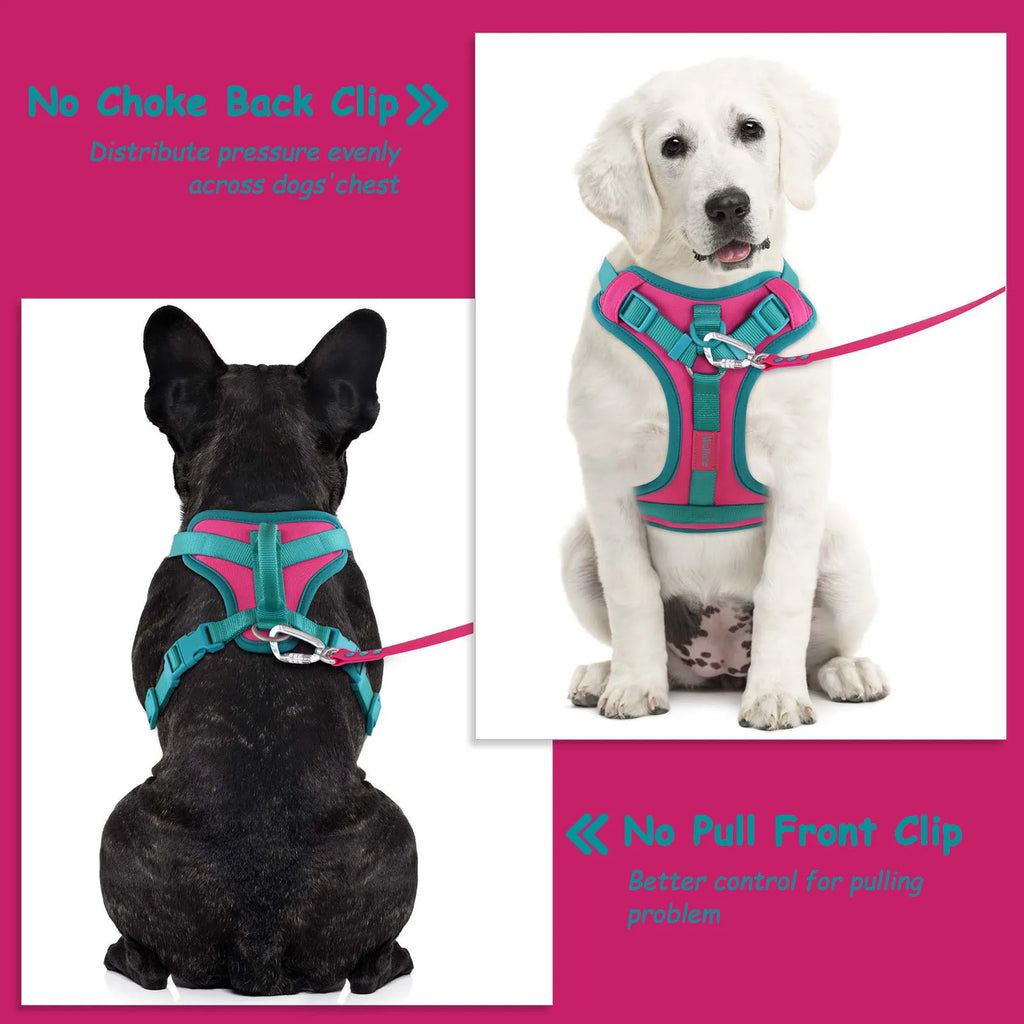 Colorful Dog Harness