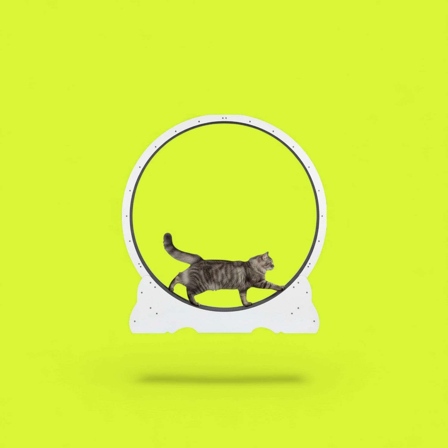 Cat Scratching Wheel